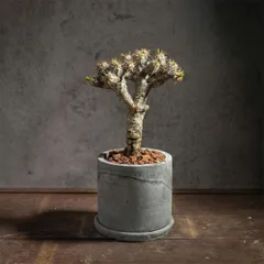 2026年最新】ユーフォルビアギラウミニアナの人気アイテム - メルカリ