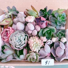 51 訳あり多肉植物