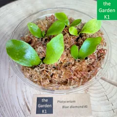 2026年最新】ビフルカツムの人気アイテム - メルカリ