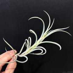 現品＊ ロング株＊ 芳香花品種＊ チランジア クロカータ ジャイアント Tillandsia Crocata Giant＊エアプランツ＠フラワーショップ江口