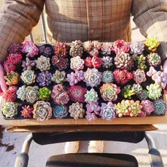 12韓国苗 雑交新種 多肉植物寄せ植えセットカット苗詰め合わせ 30苗