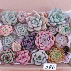 286 多肉植物寄せ植えセット