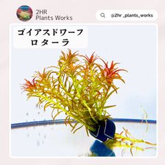 限定2株】 ホシクサ・クチホワイト 水中葉1株 アクアリウム 水草