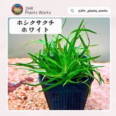 限定2株】 ホシクサ・クチホワイト 水中葉1株 アクアリウム 水草