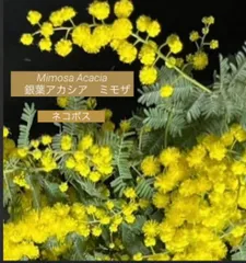 2026 人気　フレッシュ　ミモザ　ネコポス　2月下旬〜3月上旬の発送予定　ふわふわ〜先端つぽみまで　ふわふわミモザイエロー　可愛い　銀葉アカシアミモザ