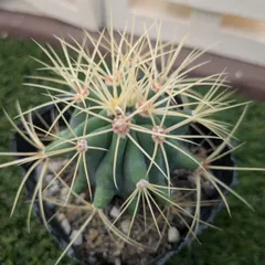 2026年最新】王冠竜の人気アイテム - メルカリ