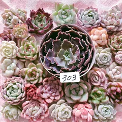 303 大きめ苗入り多肉植物寄せ植えセット