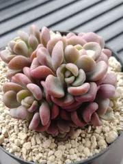 チェリーボンボン