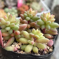 2026年最新】アップルベリー 多肉の人気アイテム - メルカリ