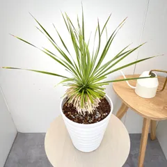 2026年最新】サファイアスカイズの人気アイテム - メルカリ