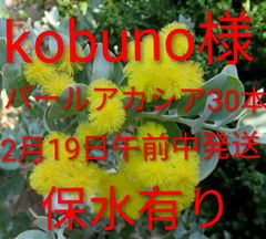2026年ミモザアカシア 銀葉アカシア30本保水有り 追加1本100円 30