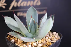 2026年最新】トランカータ 実生の人気アイテム - メルカリ