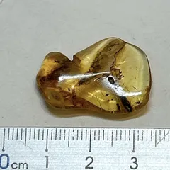 2026年最新】昆虫 琥珀の人気アイテム - メルカリ