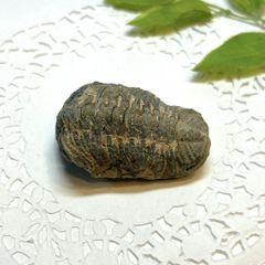 三葉虫 Dalmanites limulurus ニューヨーク産 - メルカリ