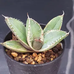 2026年最新】南アフリカダイヤモンド 錦の人気アイテム - メルカリ