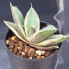 2026年最新】アガベチタノタ錦の人気アイテム - メルカリ