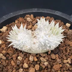 2026年最新】恵比寿笑いの人気アイテム - メルカリ