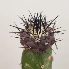 2026年最新】コピアポア 種の人気アイテム - メルカリ