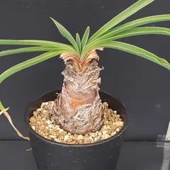 2026年最新】ブーファンの人気アイテム - メルカリ