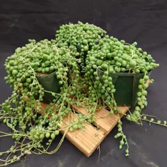 グリーンネックレス 9センチプラ鉢 第四種郵便物