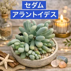 セダム　アラントイデス　クラッスラ　多肉 多肉植物　3寸　　苗　ポット　ガーデニング　花壇　プランター　花　かわいい　苗　花苗　グランドカバー　レッドベリー ピンクベリー 虹の玉 乙女心　ジェットバース　ポット　根つき　多肉寄せ植え　寄せ植え