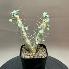 2026年最新】モンソニア クラシカウリスの人気アイテム - メルカリ