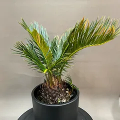 2026年最新】サイカスの人気アイテム - メルカリ