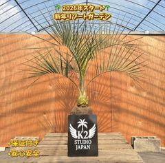 送料込み　ココスヤシ　シルバーリーフ　形状良　庭木　シンボルツリー 送料込み ココスヤシ シルバーリーフ 形状良 庭木 シンボルツリー