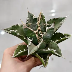 2026年最新】アガベ チタノタ フィリグリーの人気アイテム - メルカリ