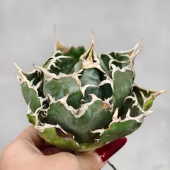 2026年最新】アガベ 魔丸の人気アイテム - メルカリ