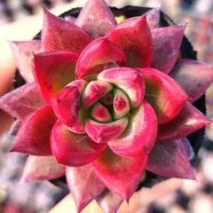 2026年最新】コロラータタパルパの人気アイテム - メルカリ