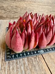 ☆多肉植物 ペガサス エケベリア 韓国苗☆ - メルカリ