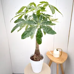 2026年最新】パキラミルキーウェイ接木の人気アイテム - メルカリ