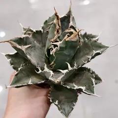 2026年最新】チタノタ 狼人の人気アイテム - メルカリ