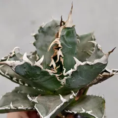 2026年最新】清櫻 アガベの人気アイテム - メルカリ