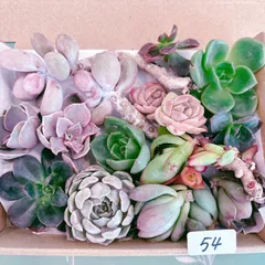 54 訳あり多肉植物