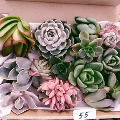 55 訳あり多肉植物