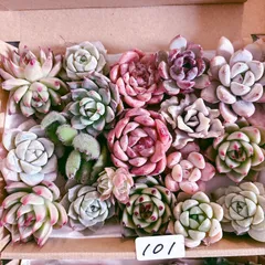 101 多肉植物寄せ植えセット