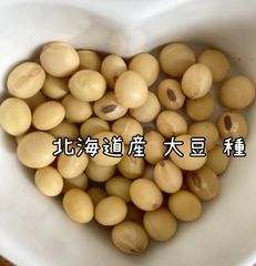 チャンチンモドキ（五眼龍菩提樹） 種子 - メルカリ