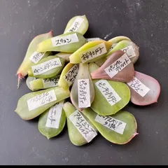 まーる様専用多肉植物葉挿しセット