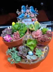 021101多肉植物の寄せ植え★組鉢作品★ウエルカムボード付き★5号浅鉢5鉢組