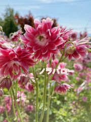 srrrr様専用 ココスヤシ H＝1.9メートル 極太株 送料価格 - メルカリ