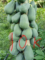 青パパイヤ　約10Kg 　無農薬栽培クールのサムネイル