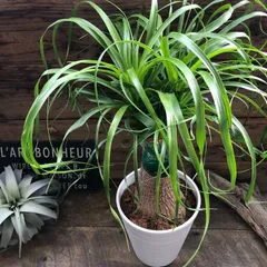 2026年最新】トックリランの人気アイテム - メルカリ