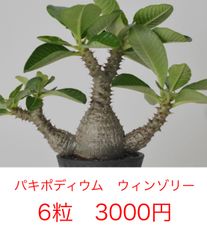 パキポディウム・タッキー種子5粒 5月3日採種 - メルカリ