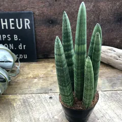 極太♡ポットごと♡スタッキー♡2.5号サンスベリア♡やっと入荷♡空気清浄の木♡多肉植物のサムネイル