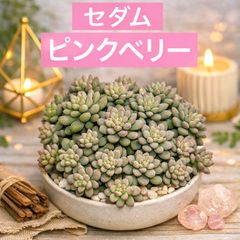 R*フ様 銀天女×ベビーフィンガー 実生苗 多肉植物 エケベリア | Mercari