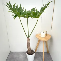 2026年最新】セローム幹上がりの人気アイテム - メルカリ