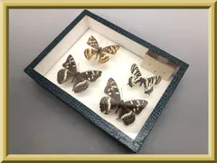 2026年最新】ギフチョウの人気アイテム - メルカリ