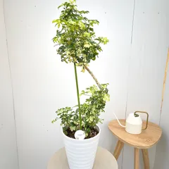 2026年最新】シェフレラの人気アイテム - メルカリ